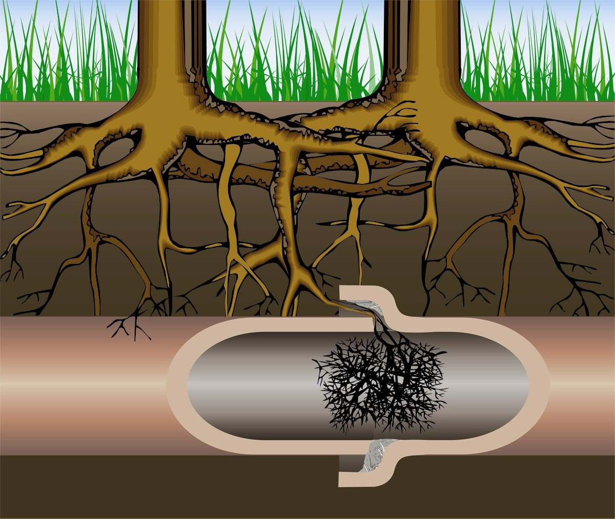 Roots in Sewer Lines: Understanding the Problem and Finding Effective Solutions 1 We Remove Roots from Drains - No Digging Required | Leicester ...