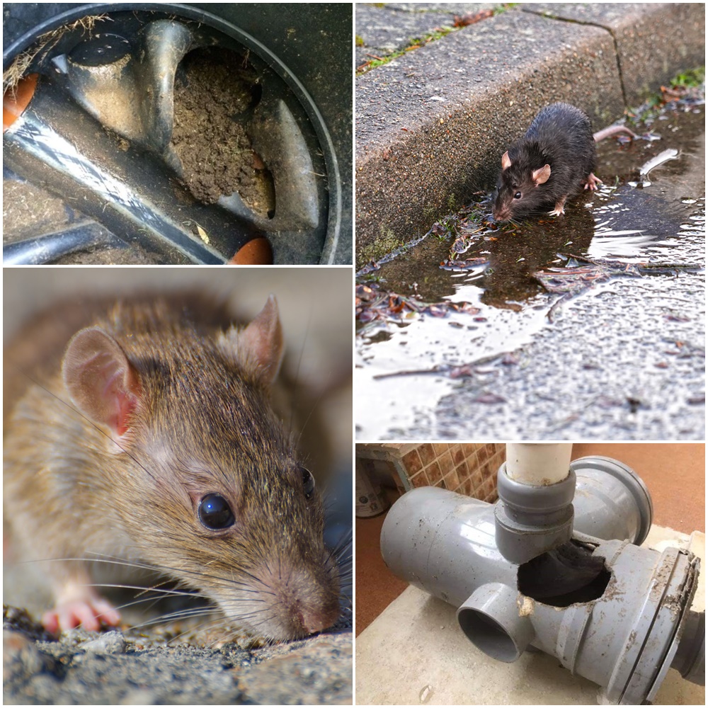 Rat Problem, Rat Infestation, Rat Nest in Drains, Rats in Drains Corby Rats in your Drains in Corby - Call The Drain People
